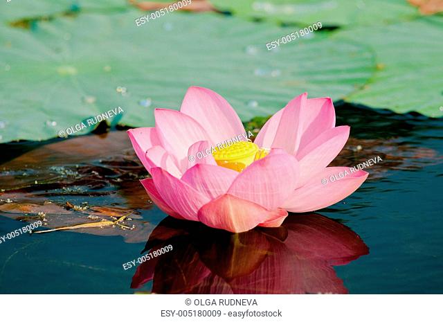 Sacred lotus flower living fossil close up