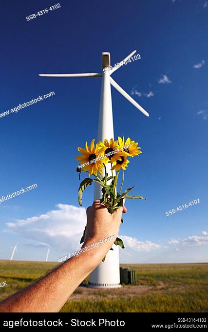 Holding Picked Flowers Below Wind Turbine