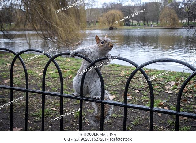 Grey squirrel (Sciurus carolinensis) in Sant James Park in London, January 26th, 2019. (CTK Photo/Martina Houdek)