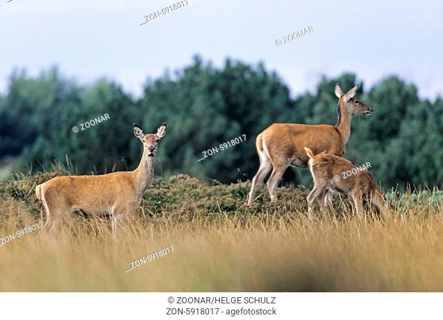 Rottiere und Kalb stehen sichernd auf einem Huegel mit Heidekraut - (Rotwild - Edelhirsch) / Red Deer hinds and calf standing on a hill with heath / Cervus...
