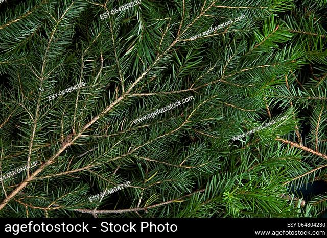 zoom on a pile of fir branches. Texture for graphic resource
