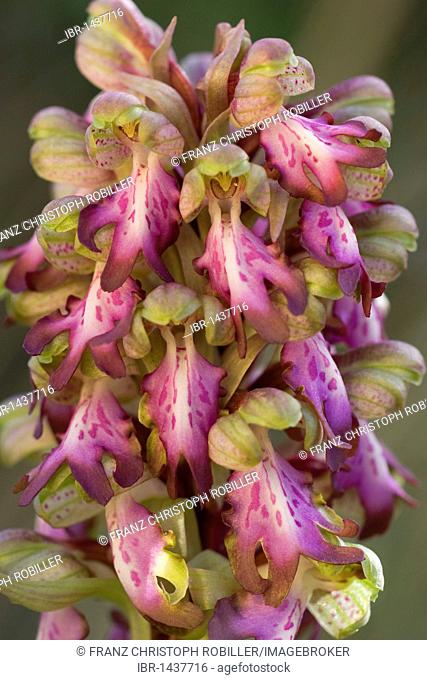 Giant orchid or Roberts Mastorchis (Barlia robertiana), Camargue, southern France, France, Europe