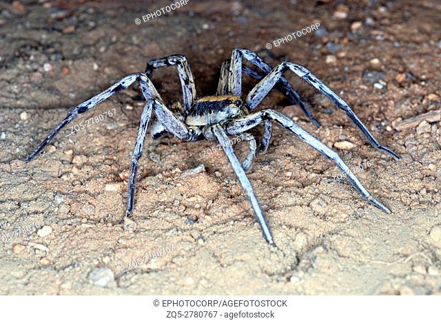 Lycosidae - Wolf or ground spiders. This is a large family of spiders that forage for prey on the ground. Most of them are dark brown in color and can be...