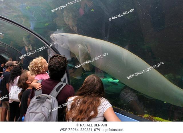 SYDNEY - FEB 21 2019:Visitors looking at a male Dugong in Sydney Aquarium. Only three Dugongs are held in captivity worldwide and the IUCN lists the dugong as a...
