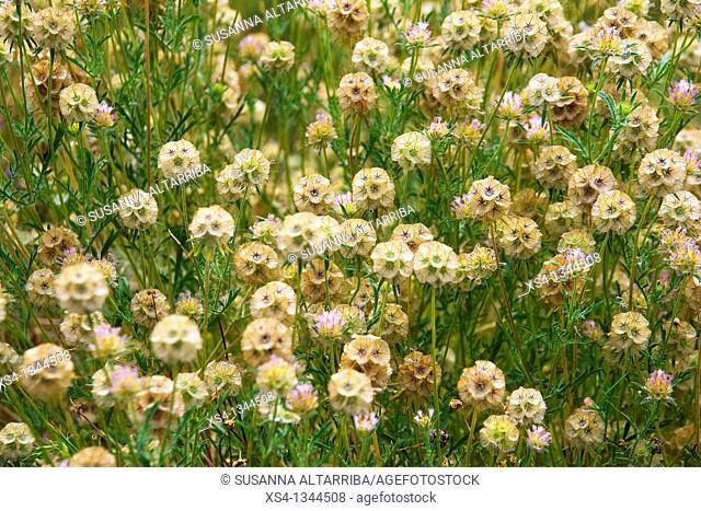 Scabiosa stellata, Starflower pincushions. Photo taken in Solsonès, Lleida, Spain, Europe
