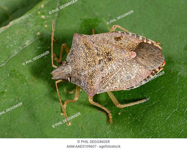 Spined Soldier Bug, Podisus spp