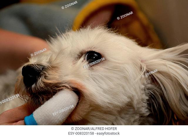 small dog be brushed the teeth