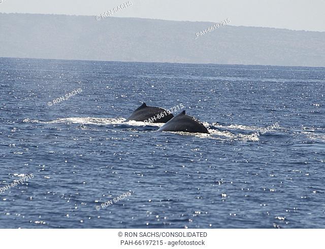 Two Humpback Whales off the coast of Lahaina, Maui, Hawaii on Thursday, February 25, 2016. Adult Humpback males range between 40 and 52 feet and weigh up to 45...