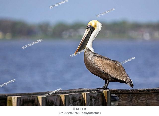 An Atlantic brown pelican stands on the railing of pier at Melbourne Beach, Florida