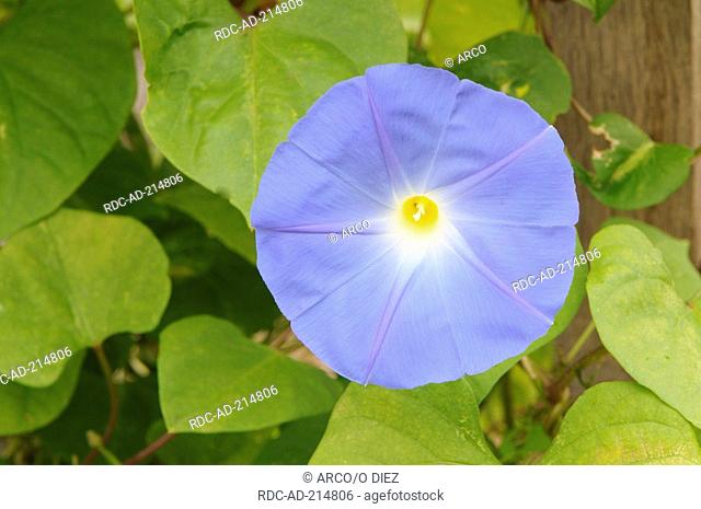 Dwarf Morning Glory, Ipomoea tricolor