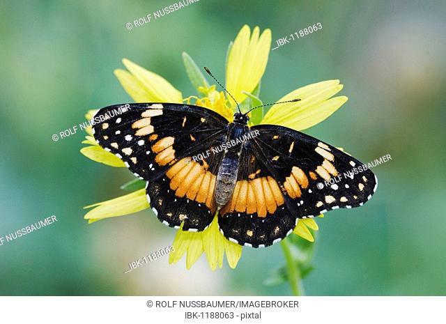 Bordered Patch (Chlosyne lacinia), adult on Clasping-leaved Coneflower (Dracopis amplexicaulis), Willacy County, Rio Grande Valley, Texas, USA