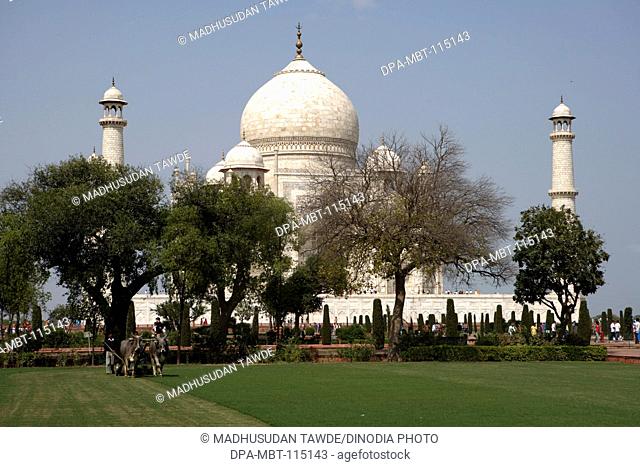 Bullocks used for grass cutting of lawn in garden of Minarets at Taj Mahal Seventh Wonders of World on the south bank of Yamuna river , Agra , Uttar Pradesh
