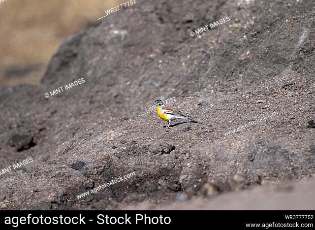 A golden breasted bunting, Emberiza flaviventris, stands on soil