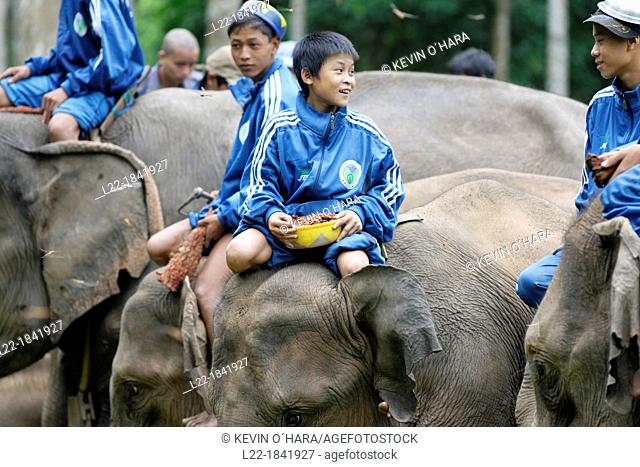 Asian or Asiatic elephant  Elephas maximus  Myanma Timber Enterprise  Katha area  Sagaing Division  Burma  Republic of the Union of Myanmar