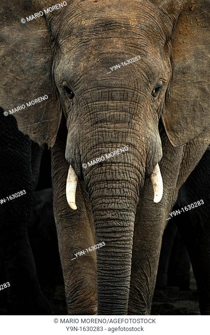 A portrait of a young bull elephant Loxodonta Africana captured in Hapoor Dam in Addo Elepnat National Park, South Africa