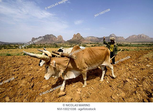 Tigray man working in the fields with his cows, Gheralta cluster, Tigray, Ethiopia