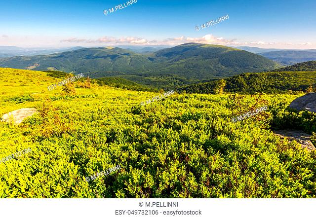 grassy hillside in summer. forested mountain in the distance. beautiful landscape in the morning