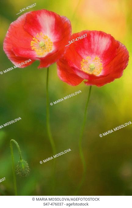 Two Poppy Flowers and a bud. Corn Poppy, Shirley Poppy, Flanders Poppy (Papaver rhoeas). Maryland, USA