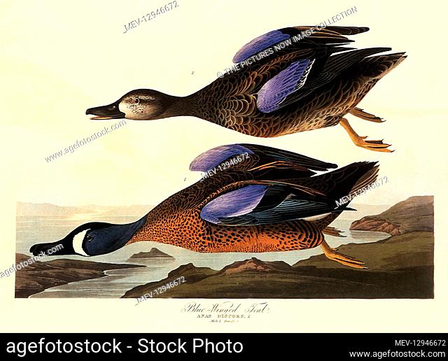 Blue-Winged Teal, Anas discors