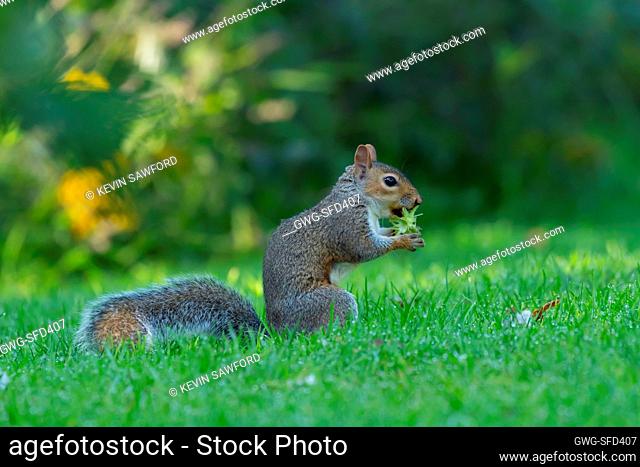 Grey squirrel Sciurus carolinensis adult feeding on a hazelnut on garden lawn, Suffolk, England, UK, September