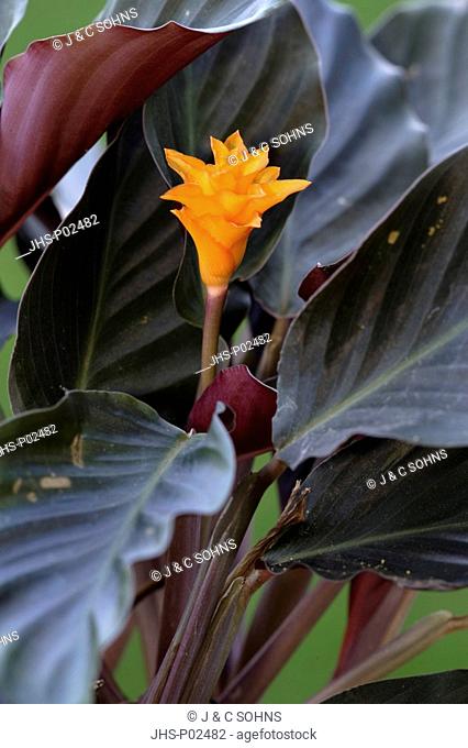 Calathea, Calathea crocata, Germany, bloom