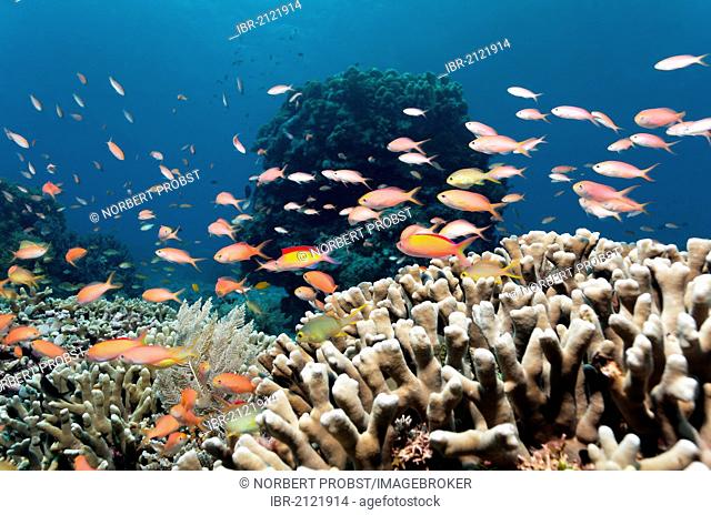 Different kinds of Fairy Basslets (Pseudanthias sp.) swimming above Finger Coral (Porites attenuata), coral block, coral reef, Great Barrier Reef