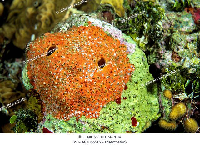 Red Boring Sponge (Cliona delitrix) drilling into a coral.