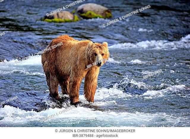 Grizzly Bear (Ursus arctos horribilis) foraging in the water, Brooks River, Katmai National Park and Preserve, Alaska, United States