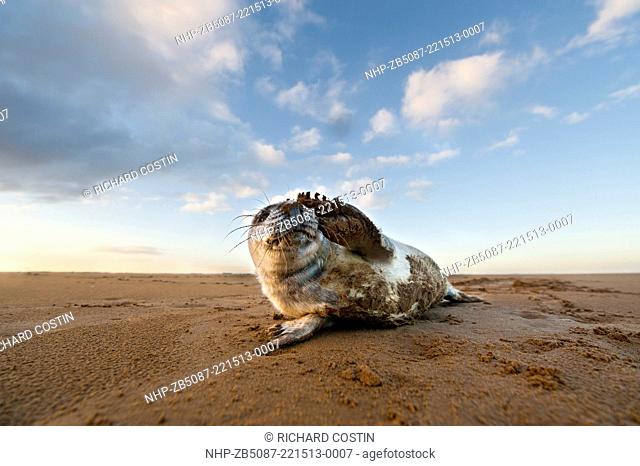 Grey Seal (halichoerus grypus) On the beach, at colony lincolnshire, england, UK