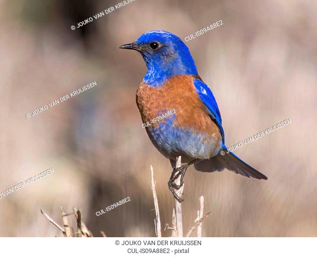 Western bluebird, Sialia mexicana