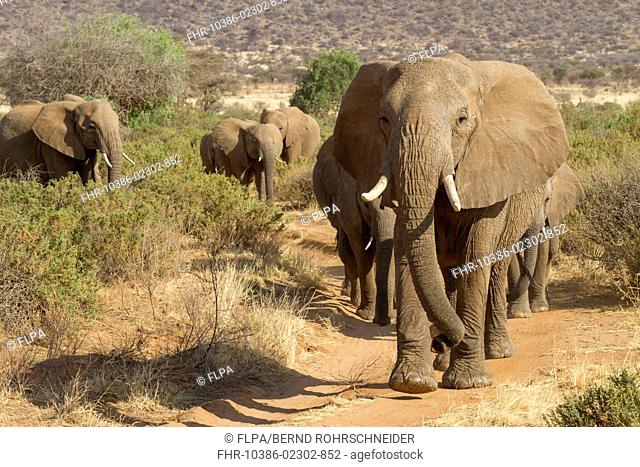 African Elephant (Loxodonta africana) adult females and calves, herd walking along track in dry savannah, Samburu National Reserve, Kenya, August