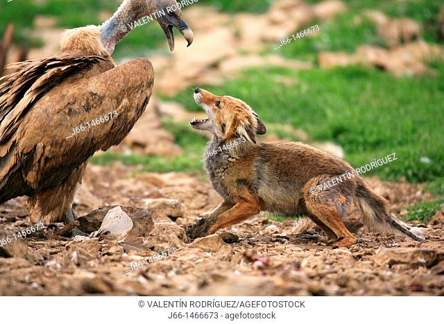 Fox Vulpes vulpes facing a carrion vulture and the Domain. Castellón. Spain