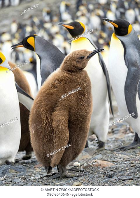 King Penguin (Aptenodytes patagonicus) on the island of South Georgia, the rookery in St. Andrews Bay. Chick in typical brown plumage Antarctica, Subantarctica