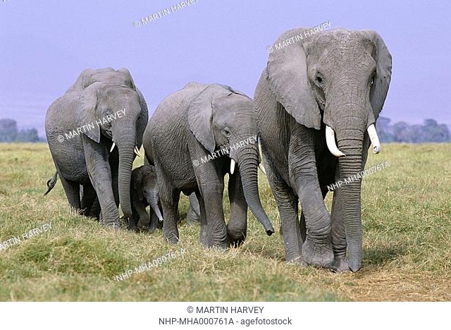 AFRICAN ELEPHANT breeding herd Loxodonta africana Amboseli National Park, Kenya