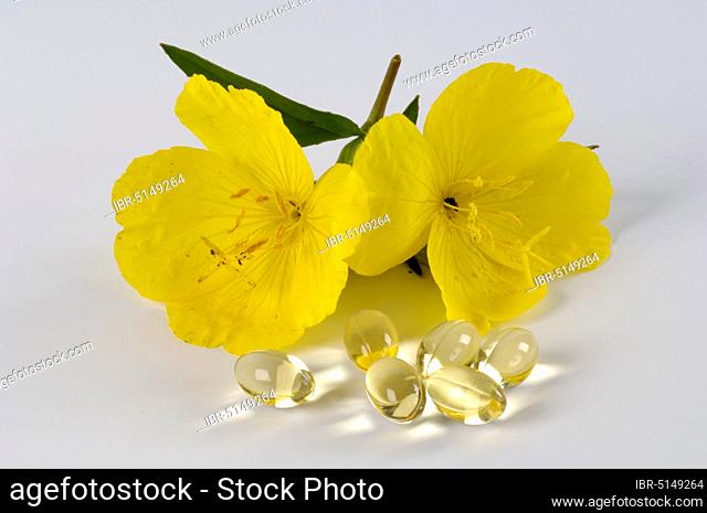 Evening primrose (Oenothera biennis), capsules with Common evening primrose oil, Common evening primrose oil