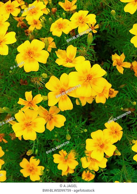 Lemon marigold, Signet marigold Tagetes tenuifolia, Tagetes signata, blooming