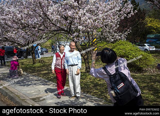 The people, equipped with cameras and smartphones, observe and capture images of cherry trees in full bloom at Yangmingshan, a scenic area near Taipei