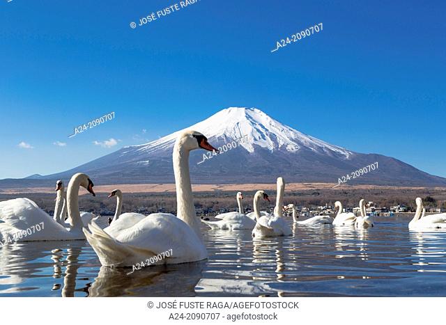 Japan , Lake Yamanaka , Swans and mount Fuji