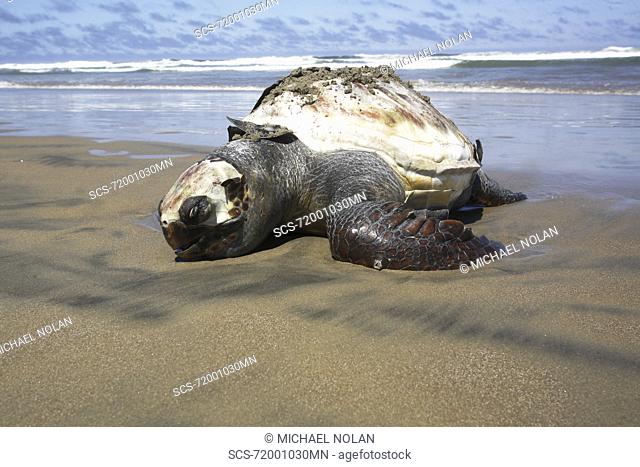A dead Loggerhead turtle - possibly caught as by-catch- washed up dead on the beach Turtle researchers from the NGO Pro Caguama study and capture the critically...