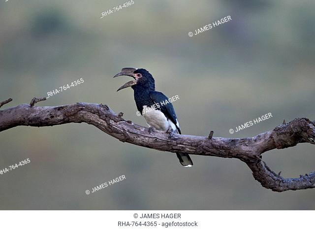 Female trumpeter hornbill (Bycanistes bucinator) calling, Hluhluwe Game Reserve, South Africa, Africa