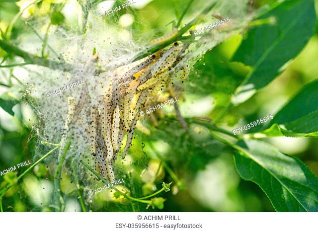 moth web with caterpillars at spring time