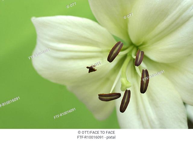 Close up of a beautiful white lily