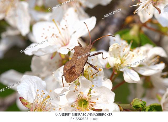 Spined stink bug (Picromerus bidens), Ukraine, Eastern Europe