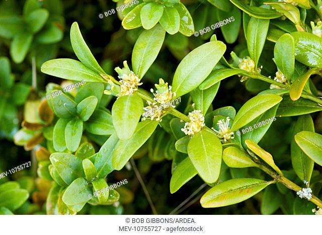 Box bush - in flower (Buxus sempervirens)