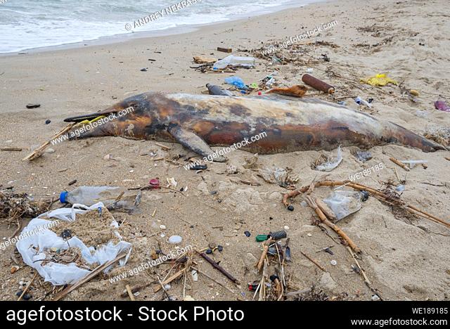 Dolphin thrown out by the waves lies on the beach is surrounded by plastic garbage. Bottles, bags and other plastic debris near is dead dolphin on sandy beach