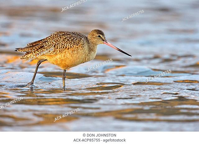 Marbled Godwit (Limosa fedoa) foraging at low tide on sandy beach, Morro Bay, California, USA