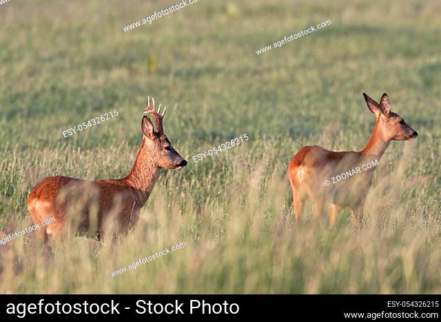 Rehbock und Ricke im Sommerfell aesen auf einer Wiese - (Europaeisches Reh - Rehwild) / Roe Deer buck and doe in summer coat browse on a meadow - (European Roe...