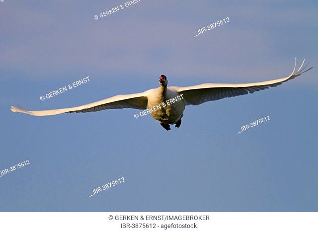 Mute Swan (Cygnus olor) flying, Mecklenburg-Western Pomerania, Germany