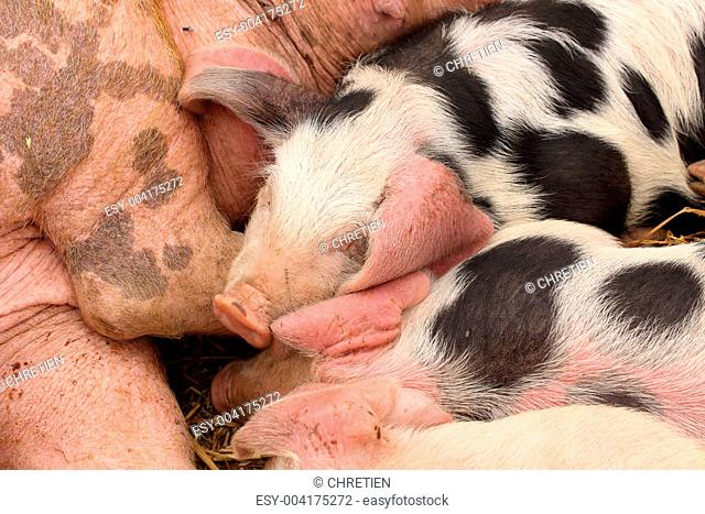 piglets suckling their mother lying on the straw