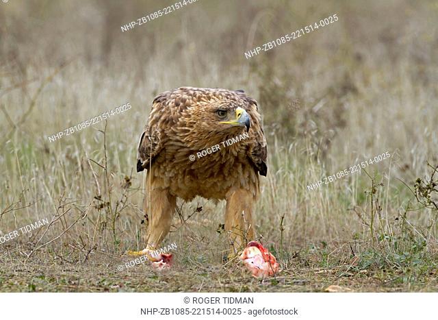 Spanish Imperial Eagle, aquila adalberti, immature feeding on fat, winter, Northern Spain